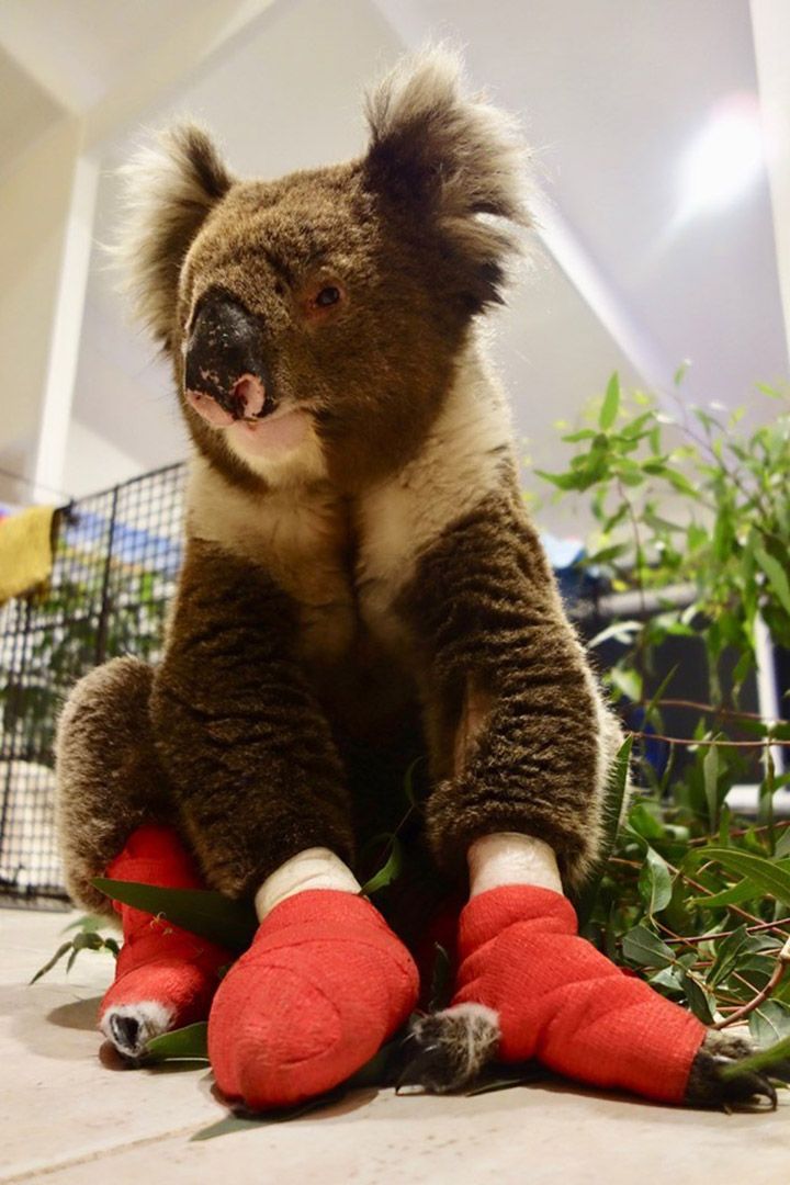 Koala billy guantes de box