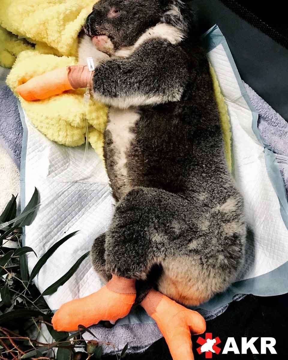 Escuela se convirtió en un hospital para koalas sobrevivientes de los incendios forestales 12 Koala con sus patas vendadas