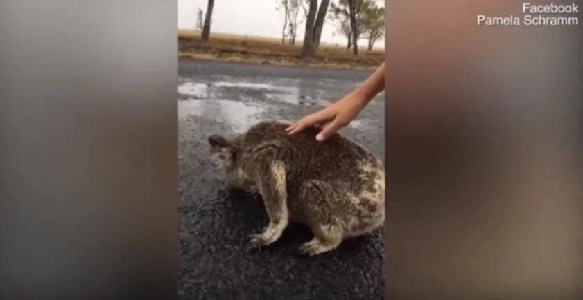 Koala en carretera