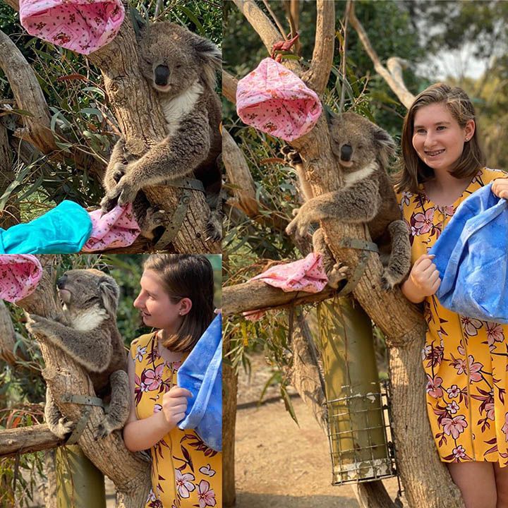 Koala en árbol con mantas