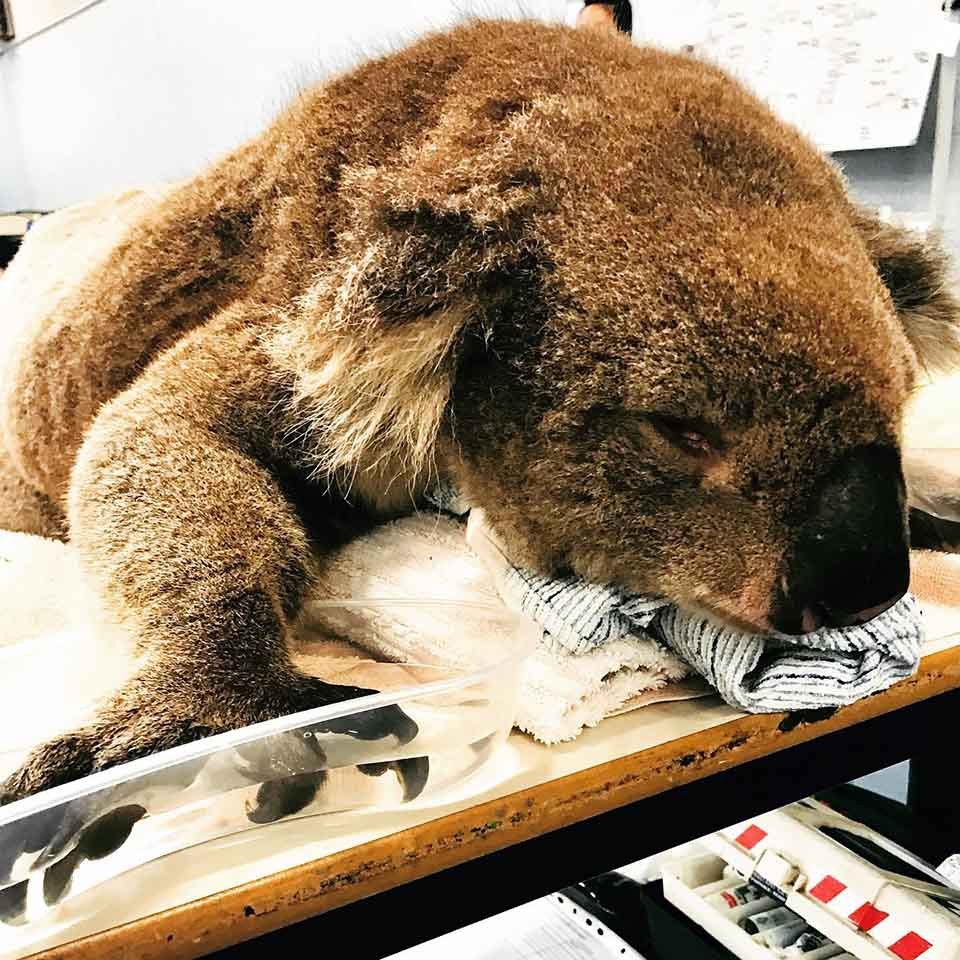 Escuela se convirtió en un hospital para koalas sobrevivientes de los incendios forestales 11 Koala herido por incendio forestal