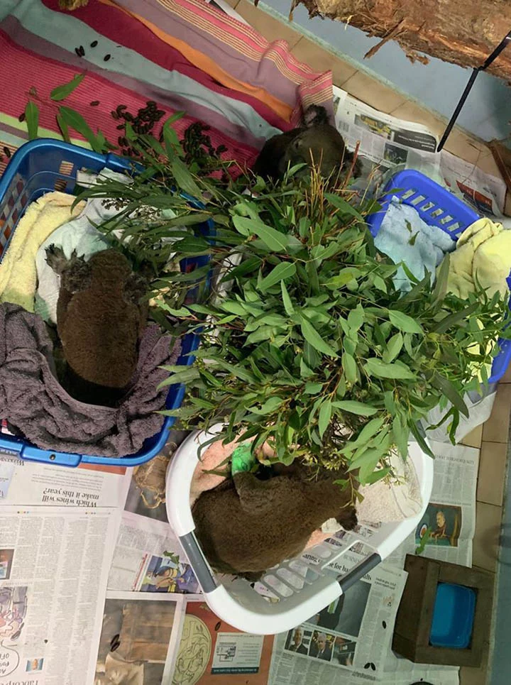 Joven cazador arriesga su vida en medio de los incendios para salvar a los koalas 4 Koalas recuperados