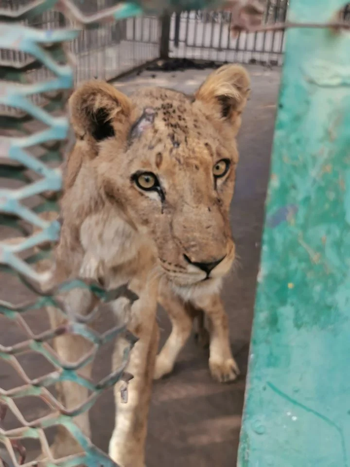 Impactantes fotografías muestran a leones africanos hambrientos y desnutridos en un zoológico de Sudán 2 Leona enferma