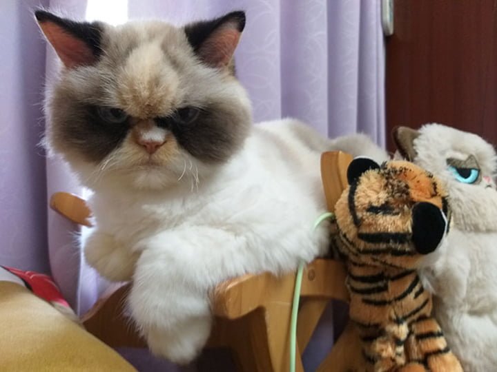 Conoce al nuevo gato gruñón que parece aún más enojado que su predecesor 6 Meow Meow Gruñón