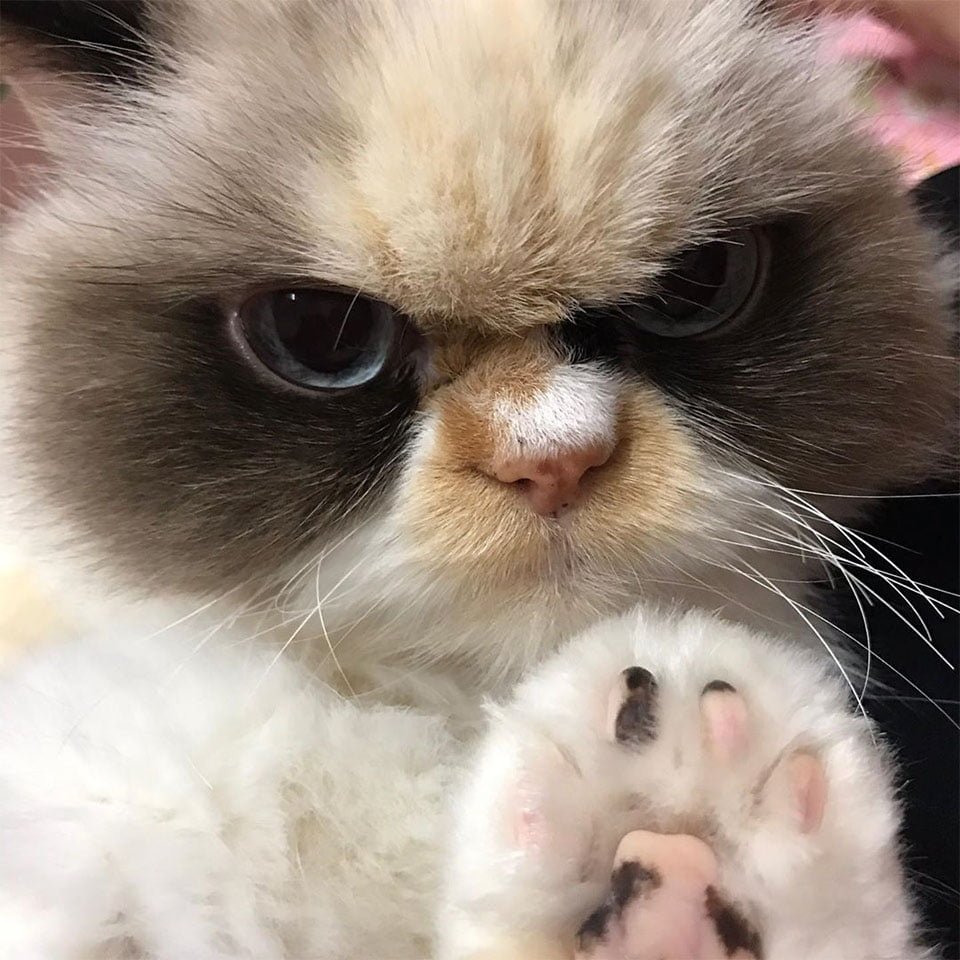 Conoce al nuevo gato gruñón que parece aún más enojado que su predecesor 4 Meow gato gruñón