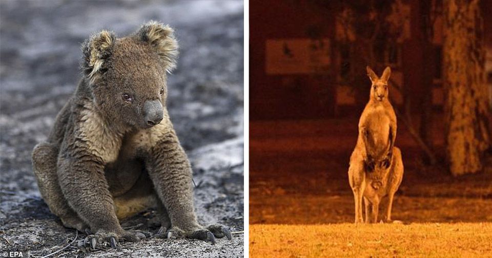 Mil millones de animales han fallecido en incendios forestales en Australia