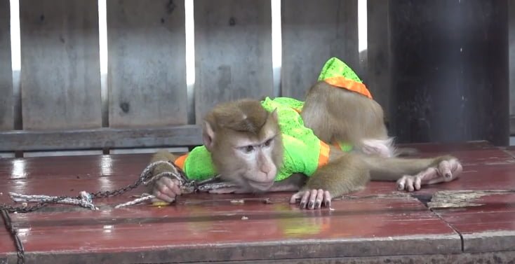 Monos encadenados y obligados a hacer trucos con fuego para los turistas 7 Monos encadenados