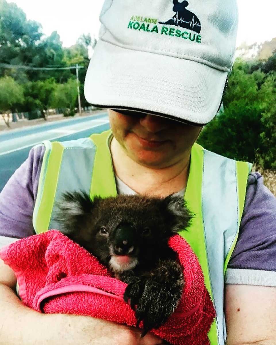 Escuela se convirtió en un hospital para koalas sobrevivientes de los incendios forestales 8 Mujer protege a pequeño koala