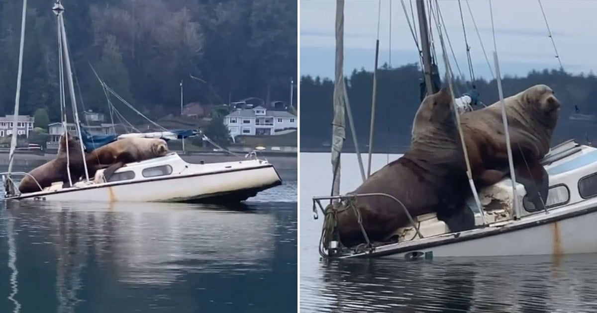 Par de leones marinos gigantes, piden prestado el bote de alguien