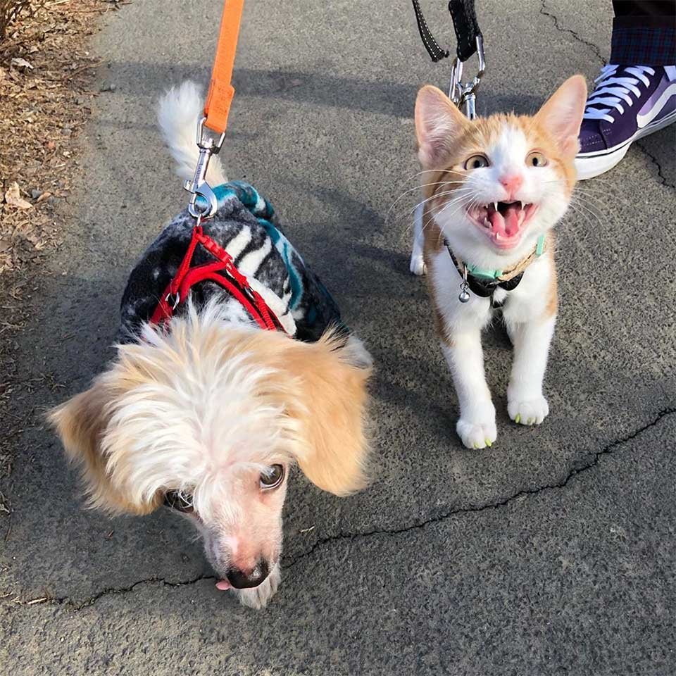 Gato sin hogar abraza al perro de la familia e insiste en ser su mejor amigo 12 Paseando con pop