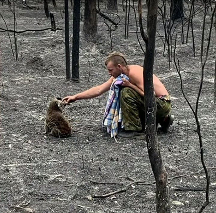 Joven cazador arriesga su vida en medio de los incendios para salvar a los koalas 6 Patrick salvando koala
