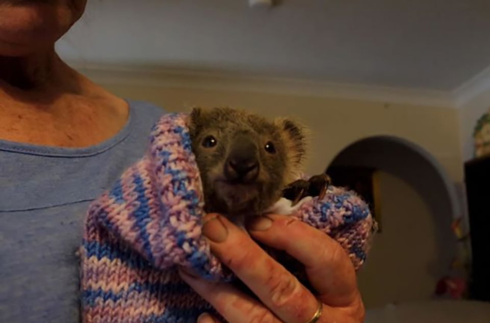 Pequeño koala fue rescatado de los incendios