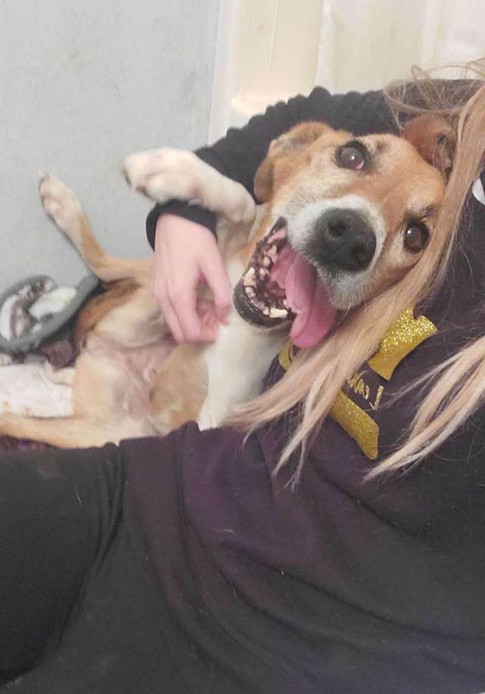 Perrita encontrada al costado de la carretera se acurruca inmediatamente con su rescatista 10 Perrita y su madre