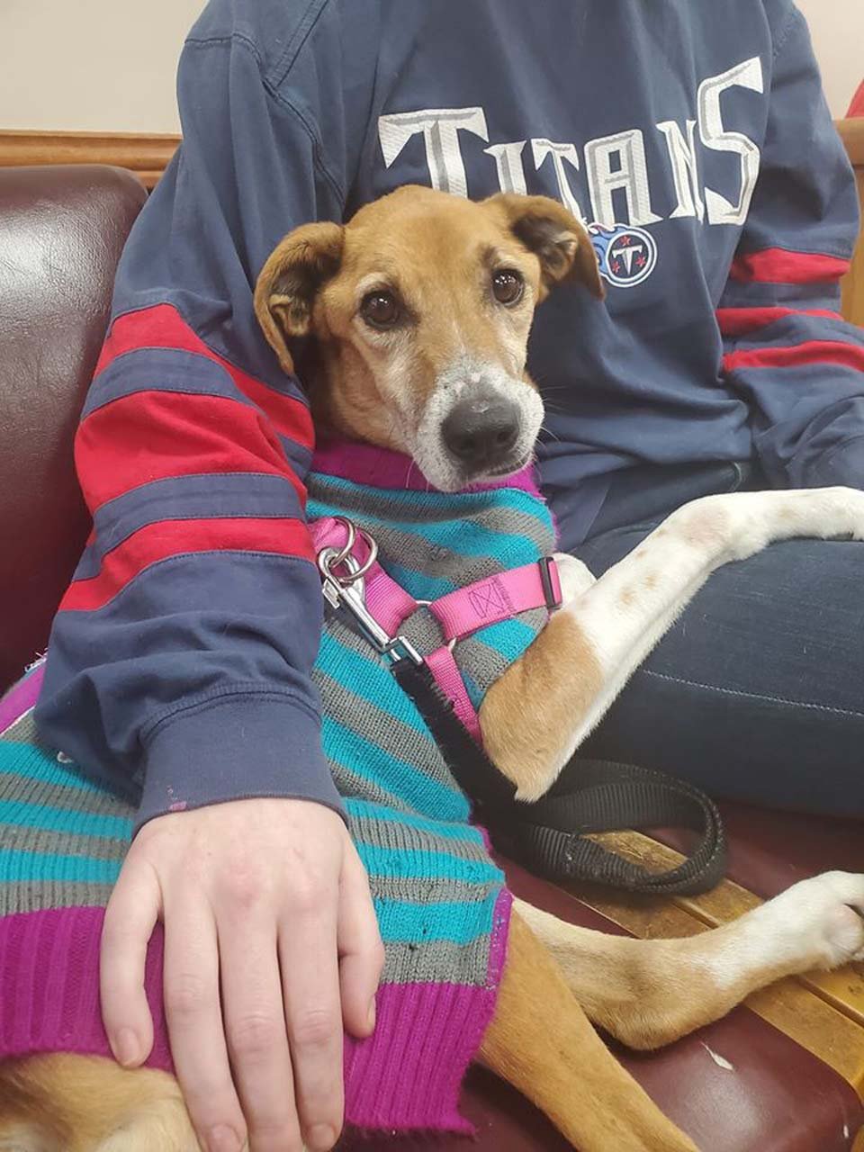 Perrita encontrada al costado de la carretera se acurruca inmediatamente con su rescatista 13 Perrita