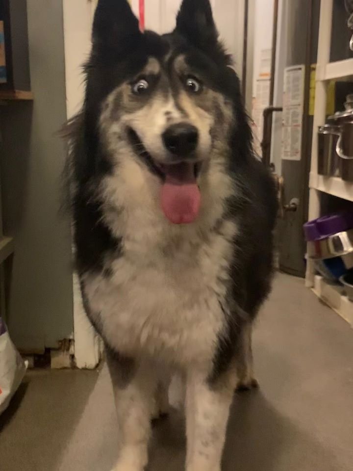 Perrito bizco busca familia Perrito bizco busca familia