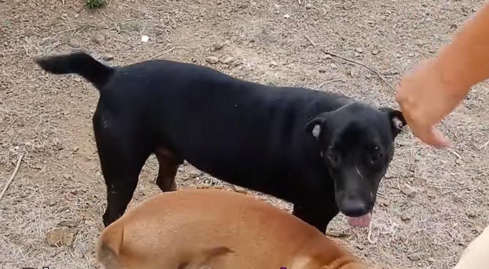Perrito convive con otros perros