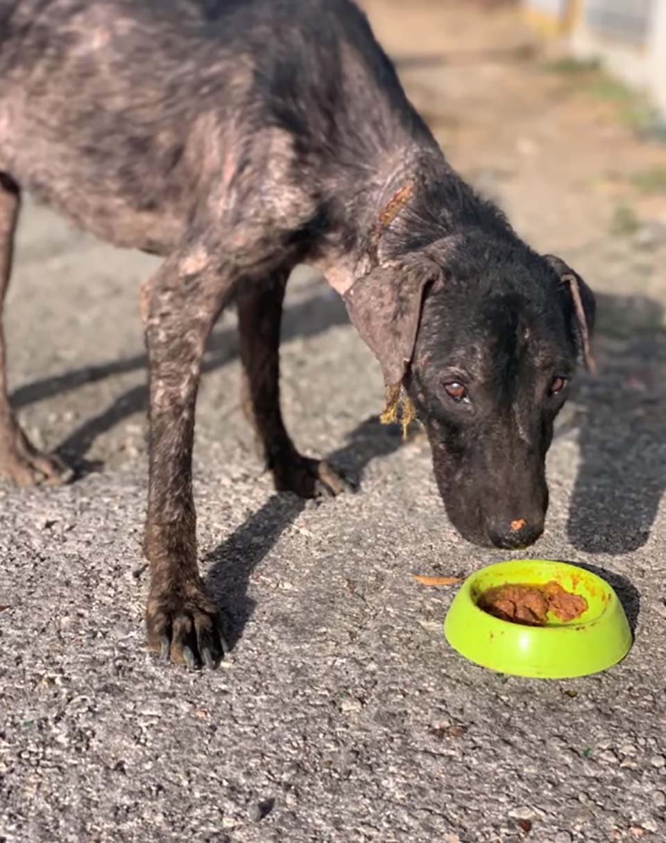 Perrito rescatado se alimenta