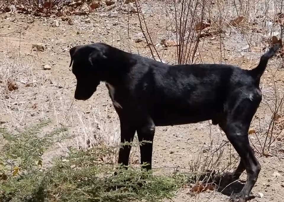 Perrito se ha recuperado