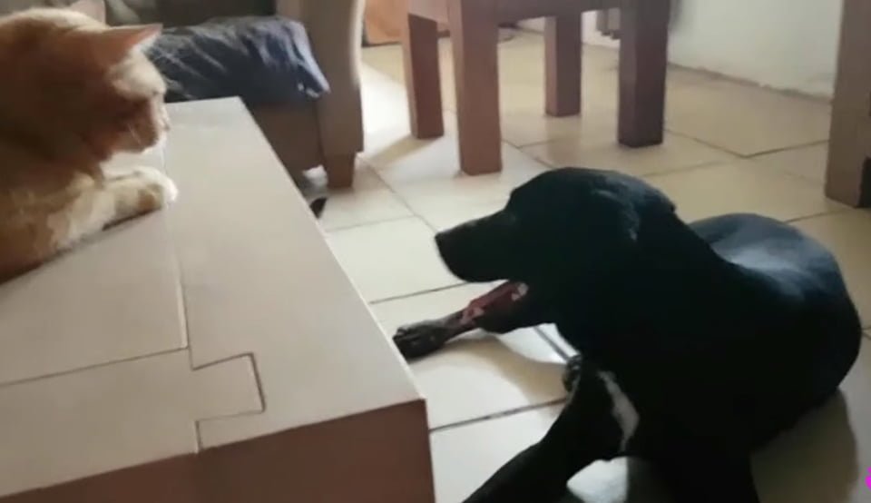 Perrito se recupera en casa