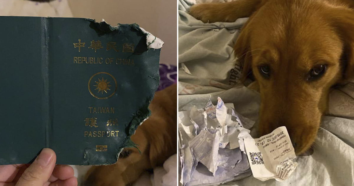 Perro evitó que su mamá viajara a Wuhan destruyendo su pasaporte 1 Perro evitó que su dueño fuera a Wuhan destruyendo su pasaporte