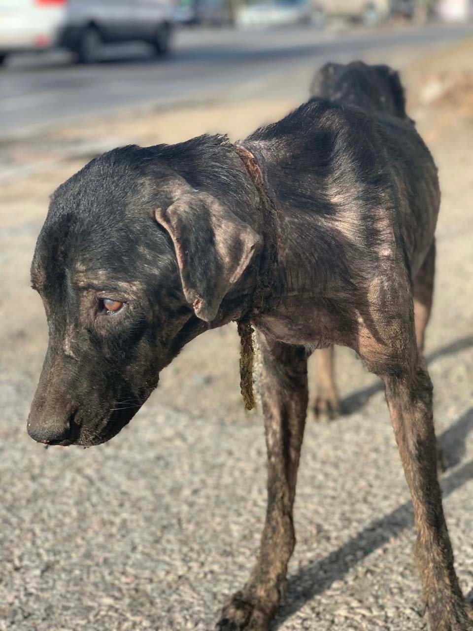 Perro herido