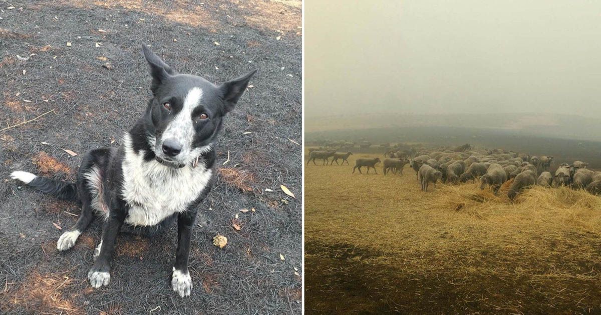 Perro héroe salva a rebaño de ovejas de los incendios forestales