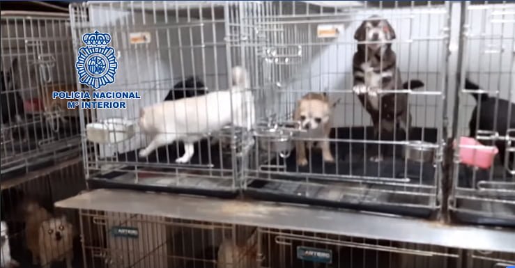 Rescatan a 270 perros de criaderos ilegales en España 7 Perros en criaderos ilegales