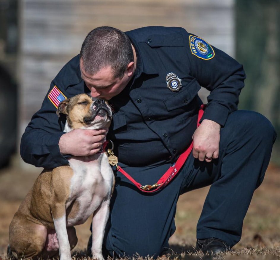 Primer pitbull que se convierte en oficial K9 de detección de incendios 8 Pitbull K9