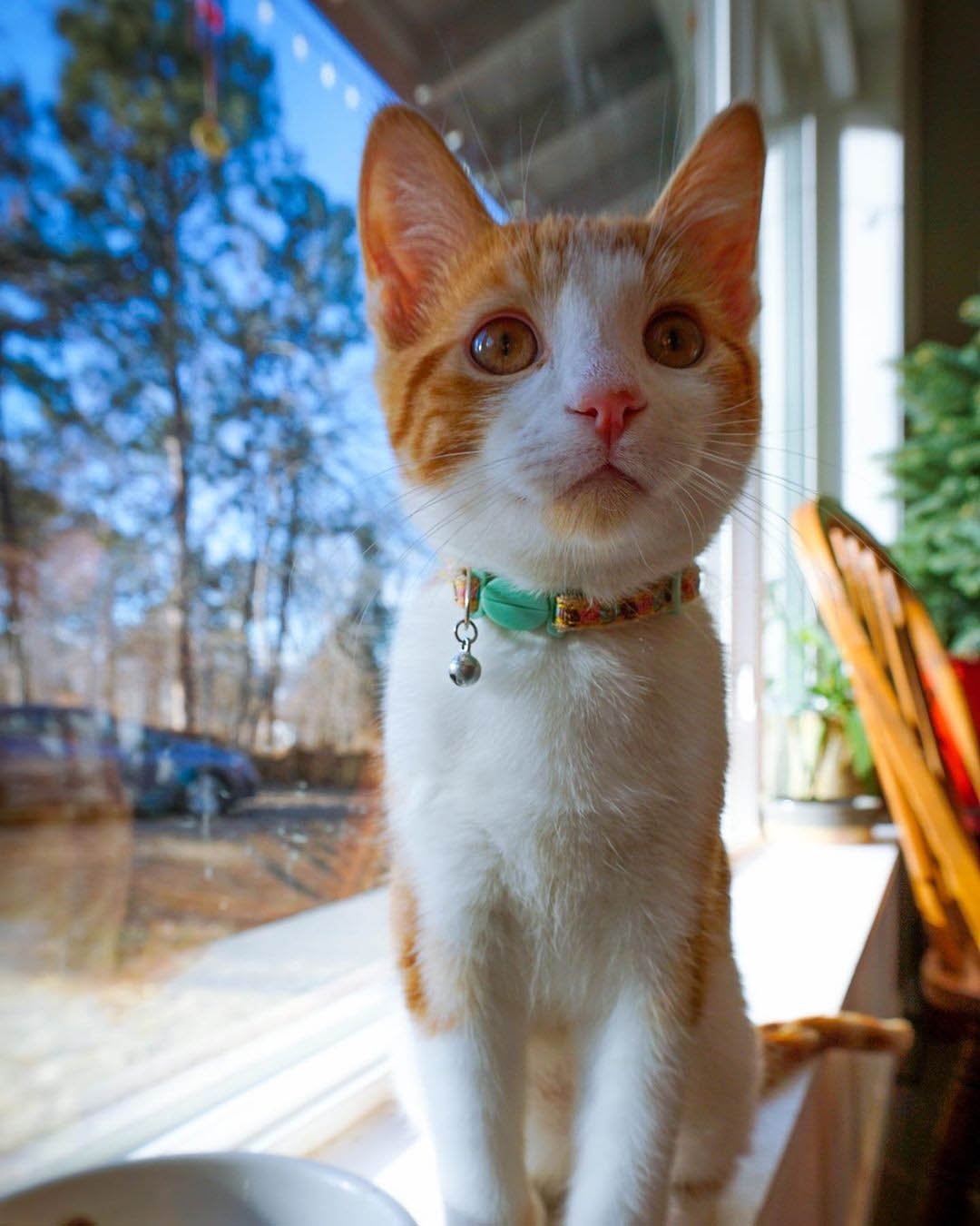 Gato sin hogar abraza al perro de la familia e insiste en ser su mejor amigo 9 Popsicle grande
