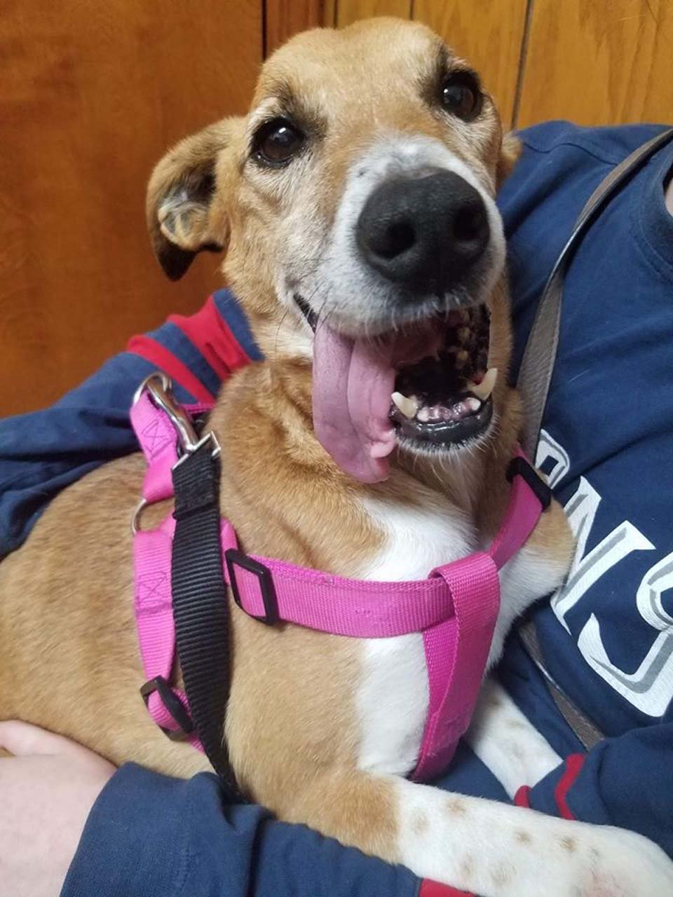 Perrita encontrada al costado de la carretera se acurruca inmediatamente con su rescatista 14 Reba Feliz