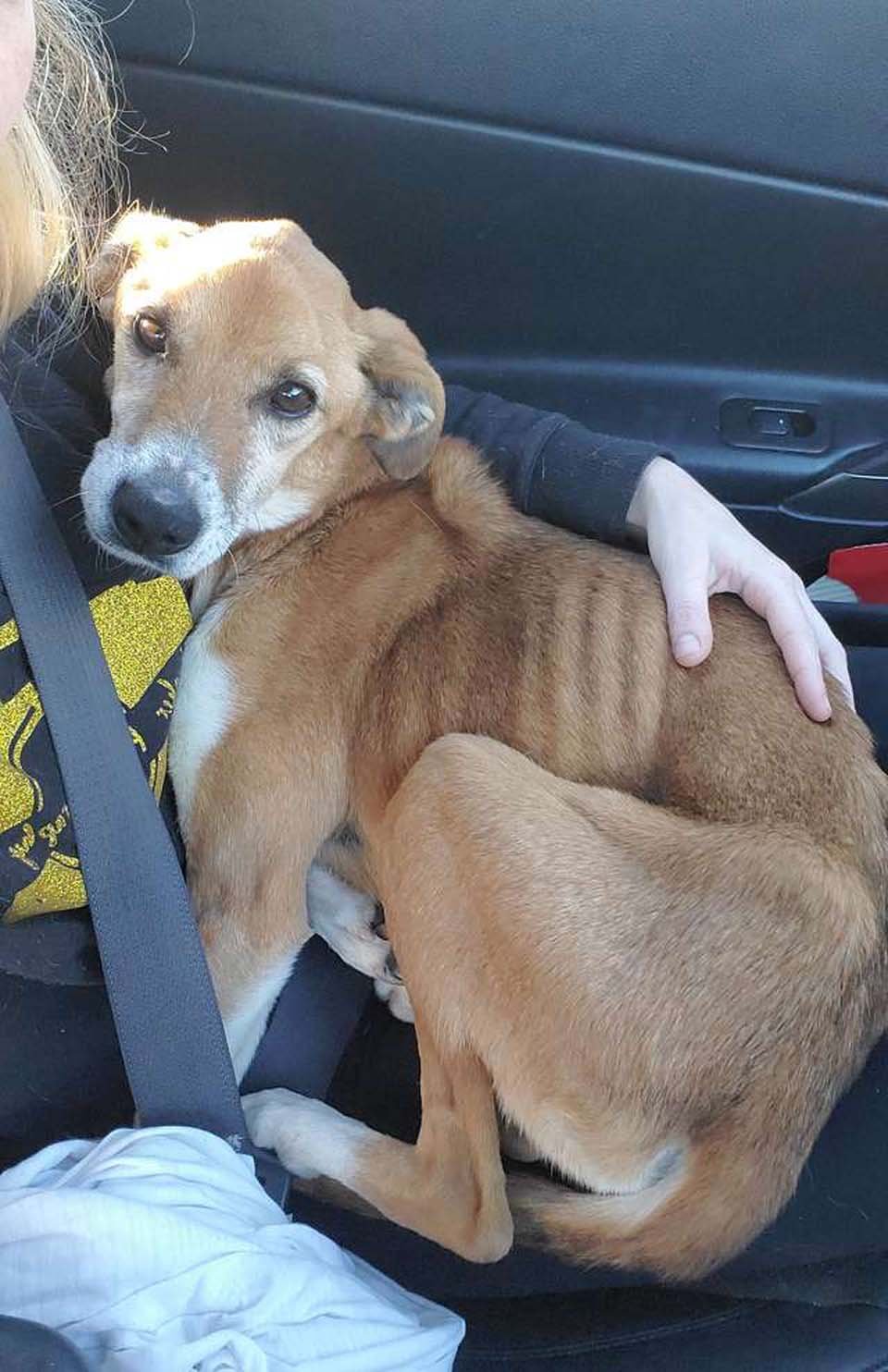 Perrita encontrada al costado de la carretera se acurruca inmediatamente con su rescatista 9 Reba es muy cariñosa
