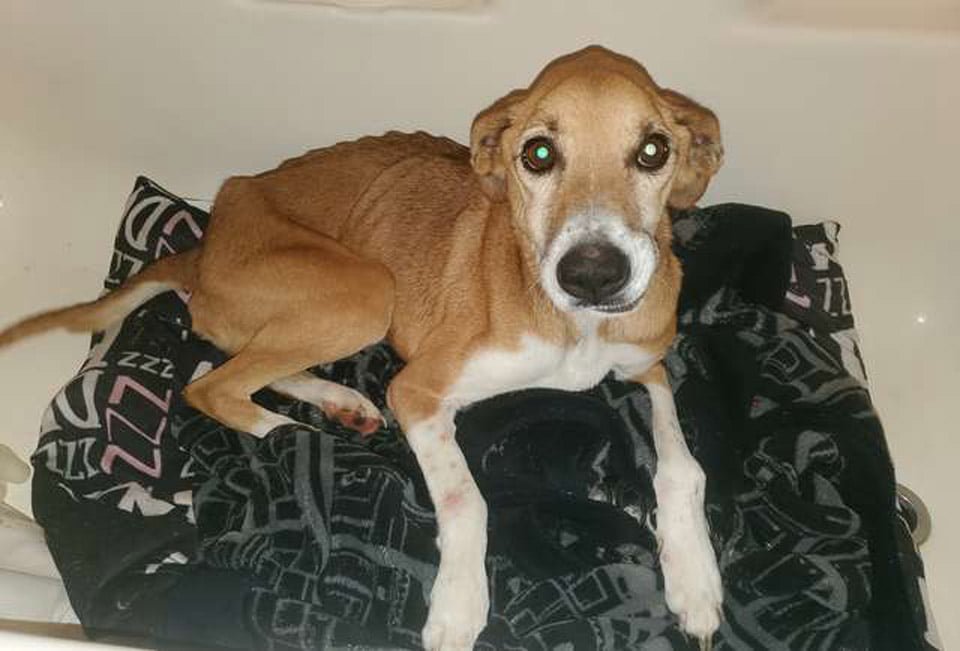 Perrita encontrada al costado de la carretera se acurruca inmediatamente con su rescatista 11 Reba