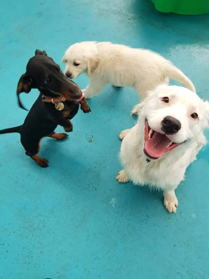 Shiro con sus amigos Shiro con sus amigos