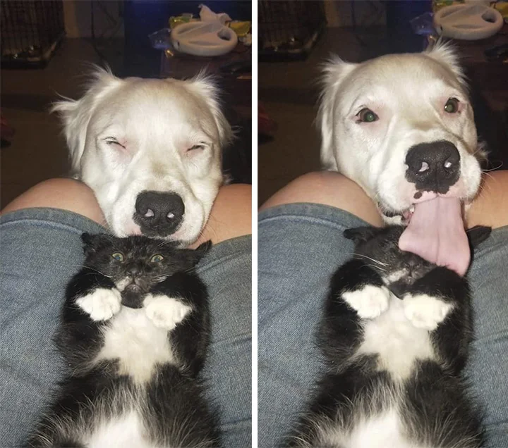 Shiro cuida de gatito