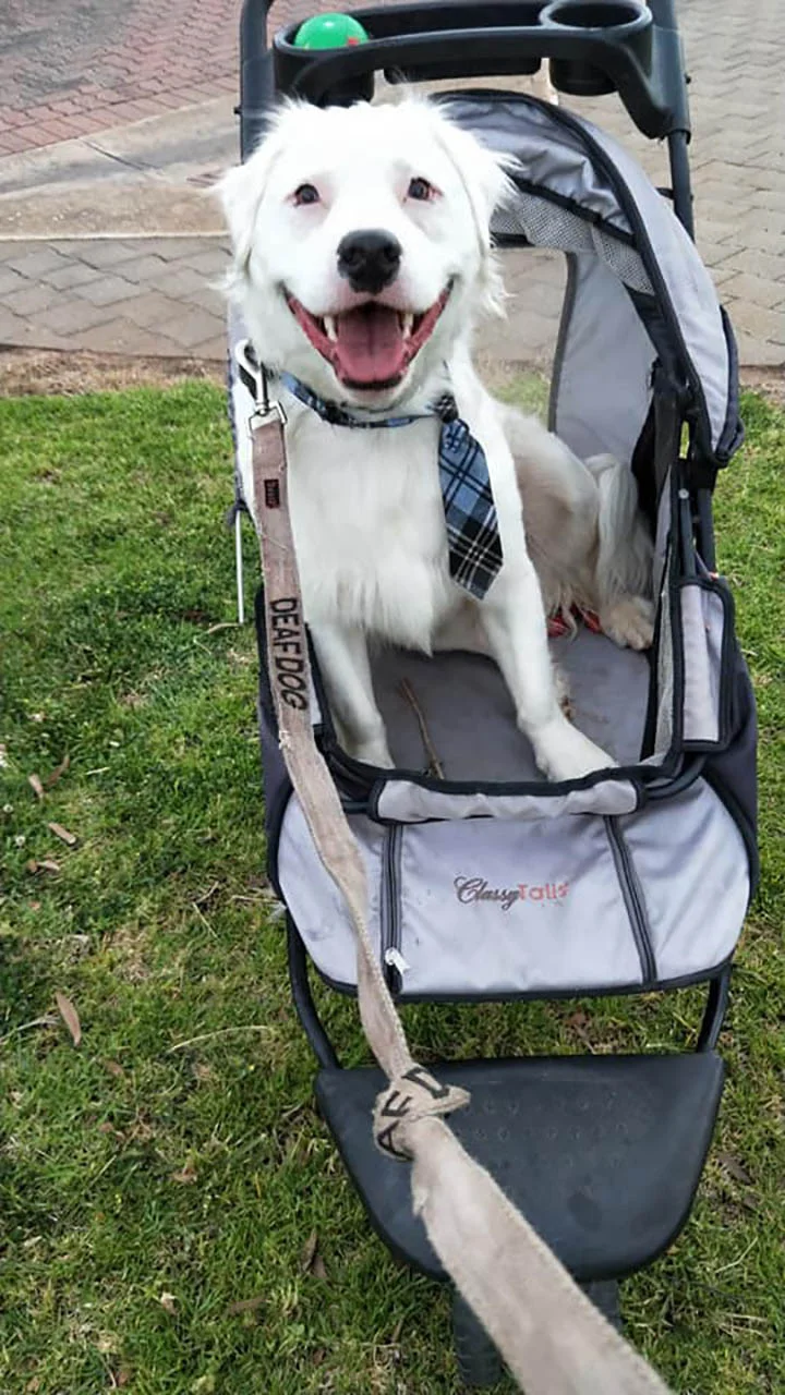 Shiro en un cochecito