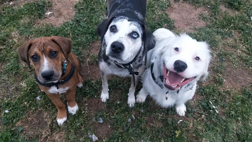 Shiro feliz con sus amigos Shiro feliz con sus amigos