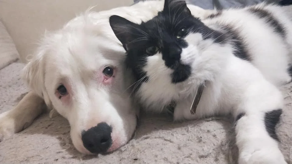Shiro y su amigo gato Shiro y su amigo gato