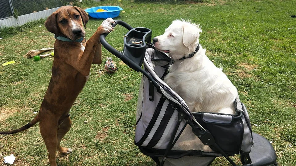 Shiro y su amigo Shiro y su amigo