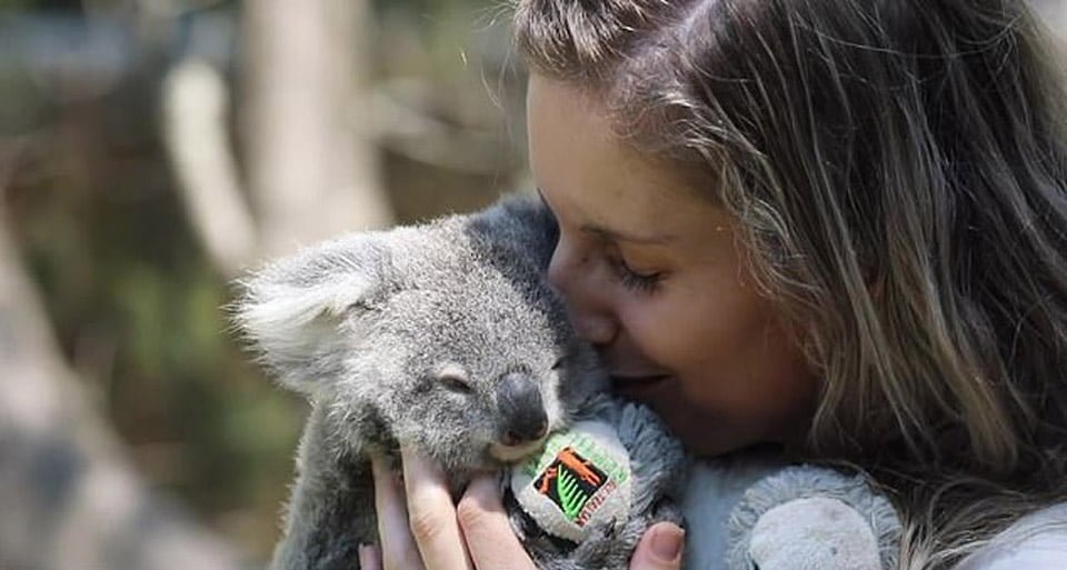 Bebé koala rescatada conmueve a todos en su primer día de "preescolar" 8 Shute y elsa