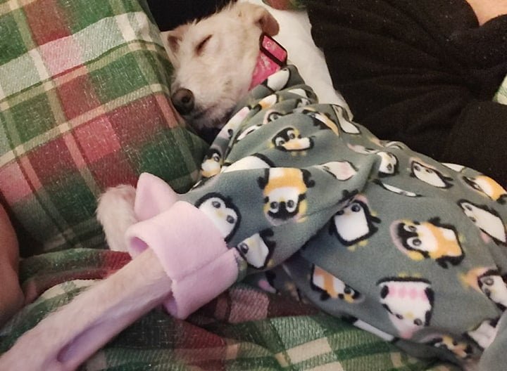 Perro abandonado en la calle en vísperas de Navidad hace una recuperación milagrosa 13 Tiggy durmiendo comoda