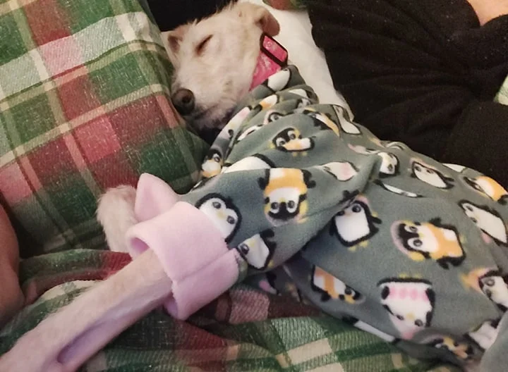 Perro abandonado en la calle en vísperas de Navidad hace una recuperación milagrosa 13 Tiggy durmiendo comoda