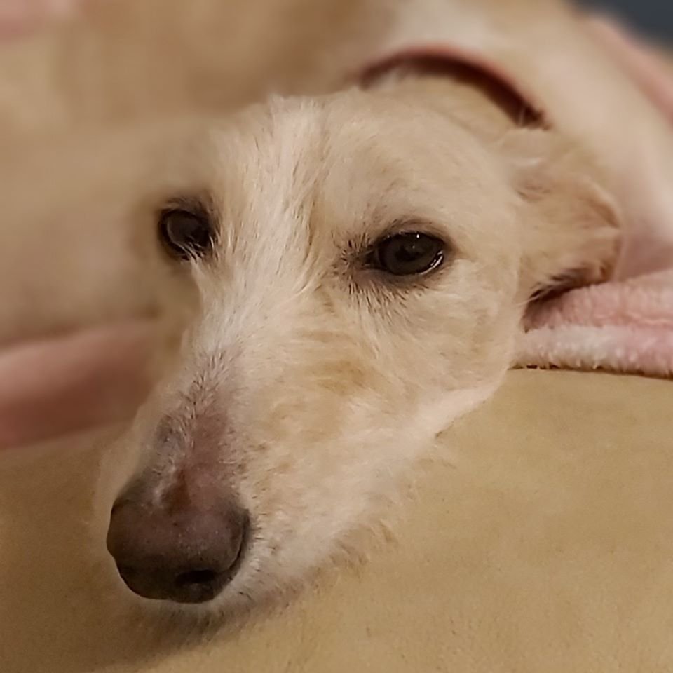 Perro abandonado en la calle en vísperas de Navidad hace una recuperación milagrosa 12 Tiggy feliz de ser rescatada