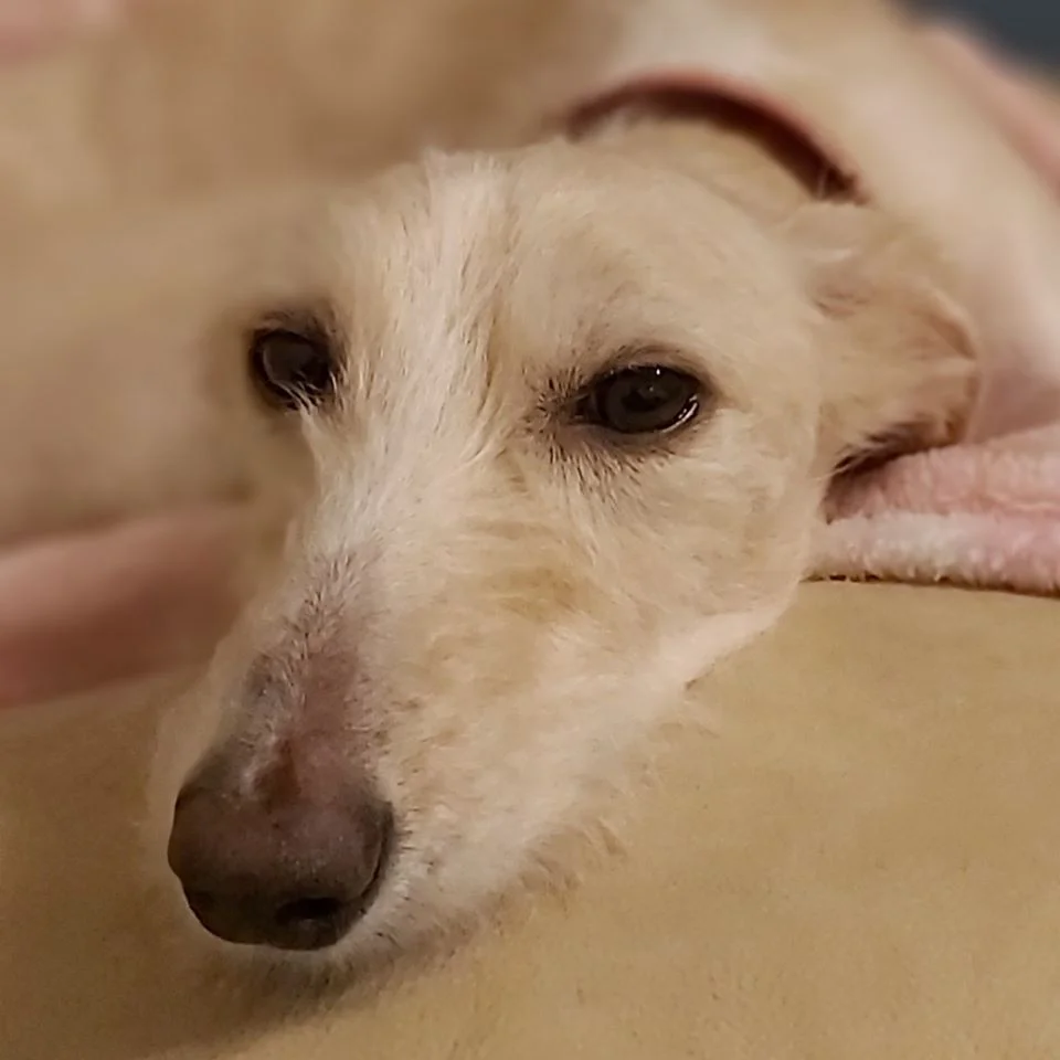 Perro abandonado en la calle en vísperas de Navidad hace una recuperación milagrosa 12 Tiggy feliz de ser rescatada