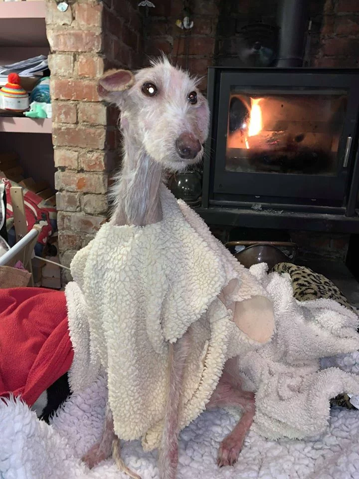 Perro abandonado llevado a refugio