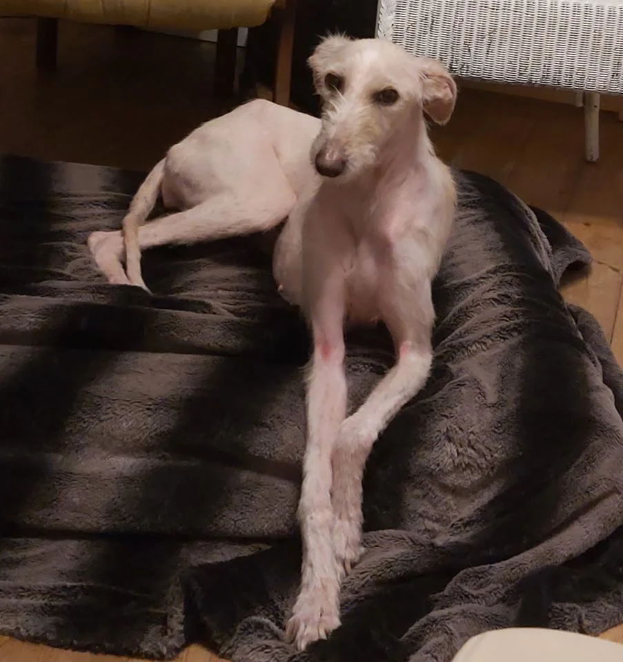 Perro abandonado en la calle en vísperas de Navidad hace una recuperación milagrosa 11 Tiggy posando para foto