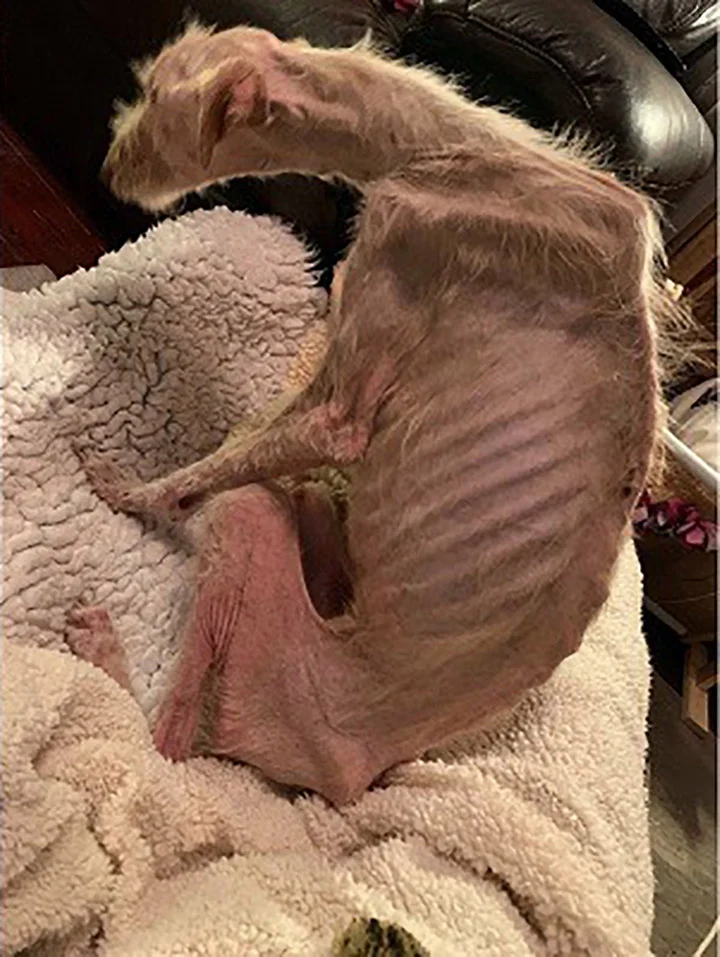 Perro abandonado en la calle en vísperas de Navidad hace una recuperación milagrosa 8 Tiggy recien encontrada
