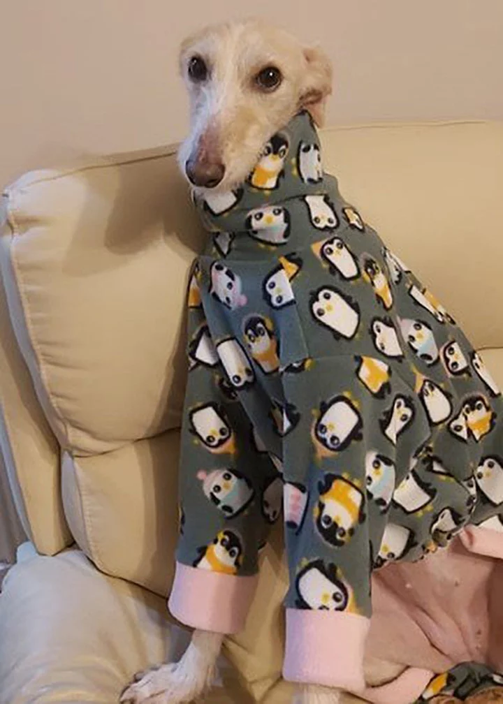 Perro abandonado en la calle en vísperas de Navidad hace una recuperación milagrosa 14 Perro abandonado recuperada con abrigo