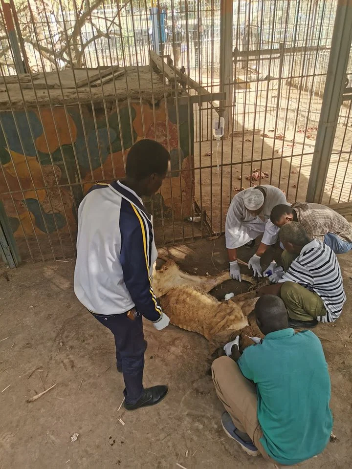 Impactantes fotografías muestran a leones africanos hambrientos y desnutridos en un zoológico de Sudán 5 Voluntarios atendiendo leones africanos