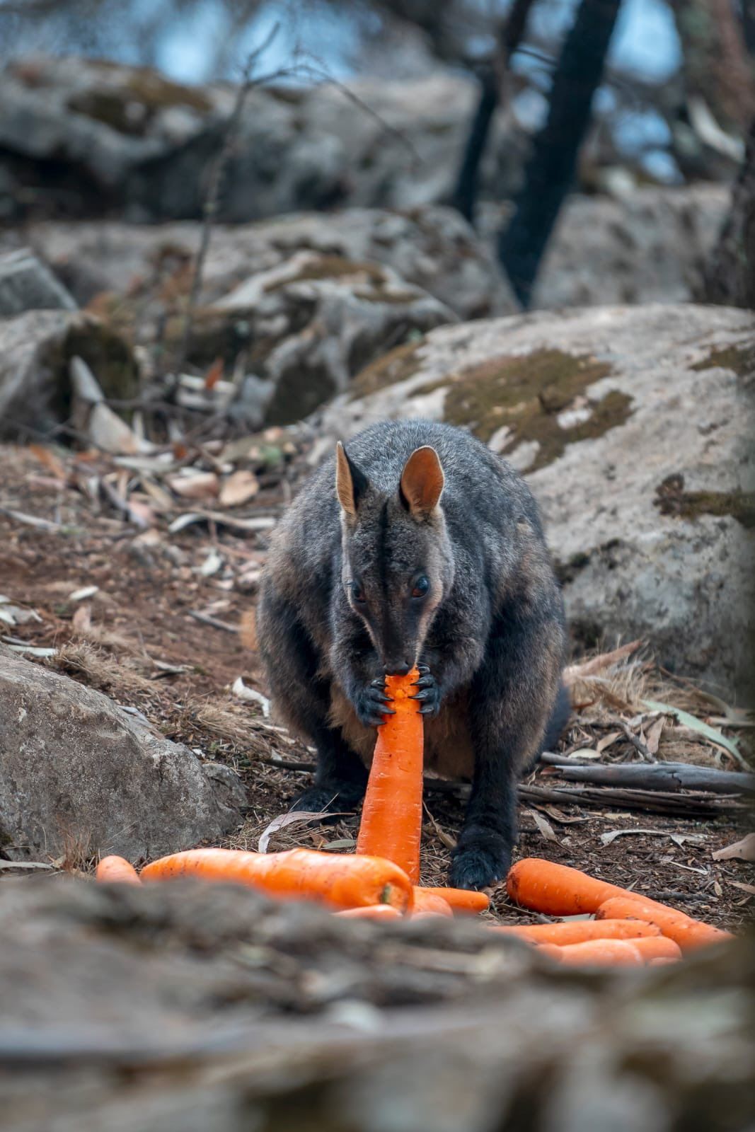 Wallaby comiendo zanahoria