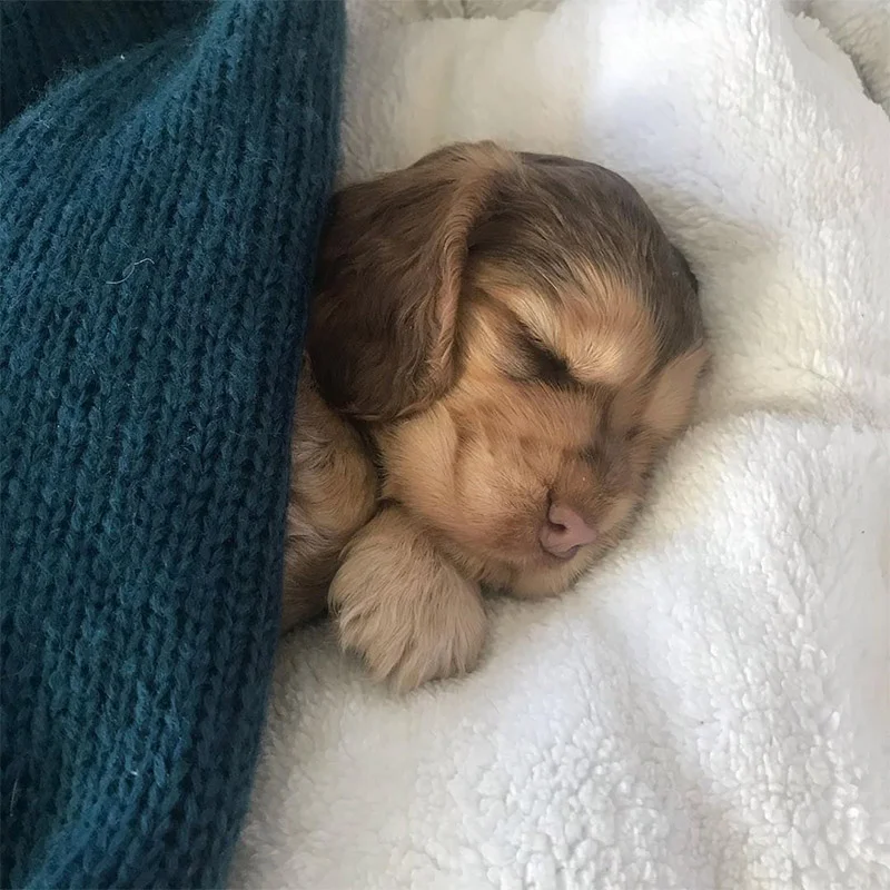 Winnie cocker spaniel baby Winnie cocker spaniel baby